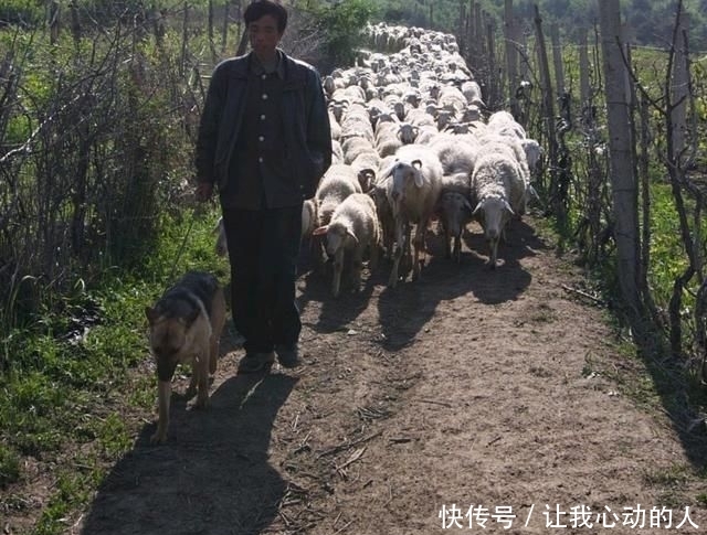  「利润」农村养羊能发财吗？老农民：发财的是这几种人，看你在不在其中