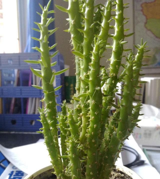  [植物]这7大类花，观花赏叶，各有各的好，赶走细菌家人都健康！