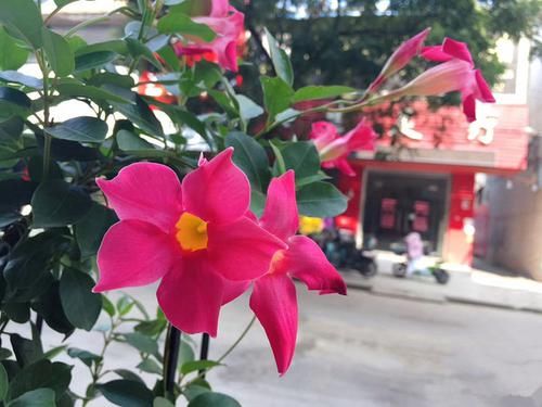  『玫瑰』喜欢玫瑰，不如养盆“精品玫瑰”白巧克力，洁白无瑕，高贵淡雅