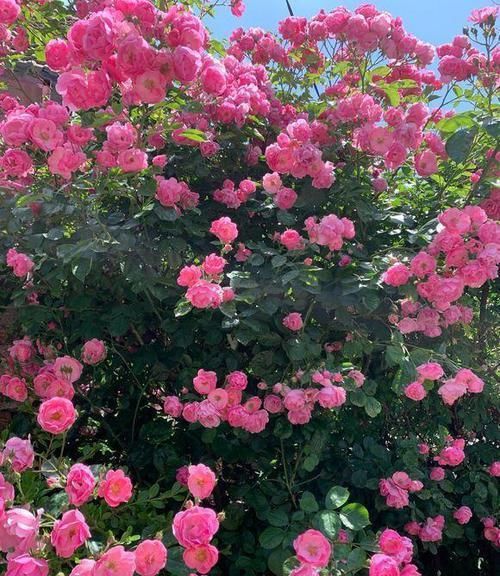  『野蔷薇』种棵“ 玫瑰蔷薇”，爆开10000朵，开成“花房”，四邻八舍都来看