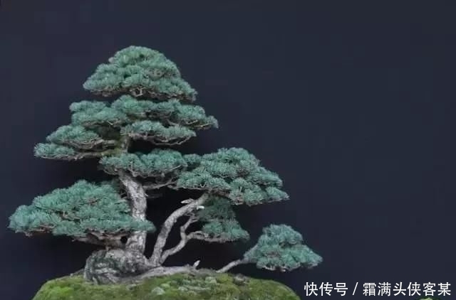 [栽种盆景]玩盆景，已成为当下追求高品质生活的一股潮流