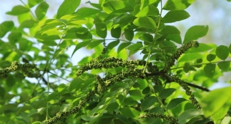 农村一种树身上长满刺，其果实营养价值高，城里广泛受到追捧