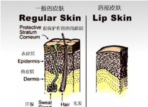『嘴上的干皮』嘴唇干裂起皮不是缺水而是病!涂护唇膏更严重!