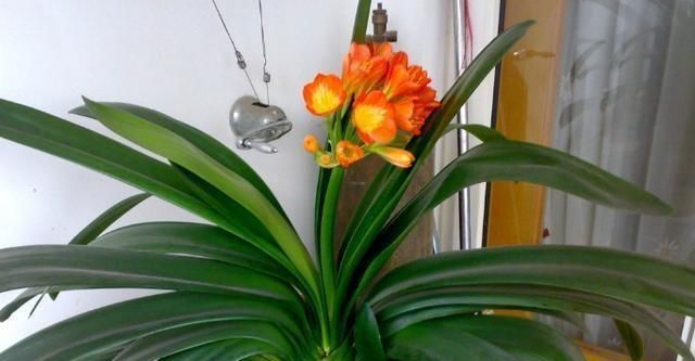  #夏季#夏季养护君子兰烂根还黄叶？这几步不做好，冬季难开花