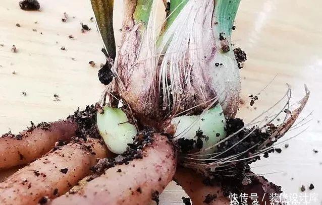 【最怕】兰花服盆期最怕什么?秒懂什么是退草,兰花成活不是问题