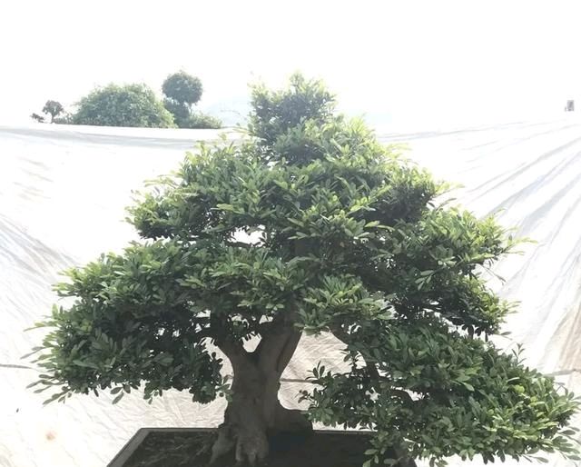  『朱立明』欣赏朱立明的盆景，学会体贴！