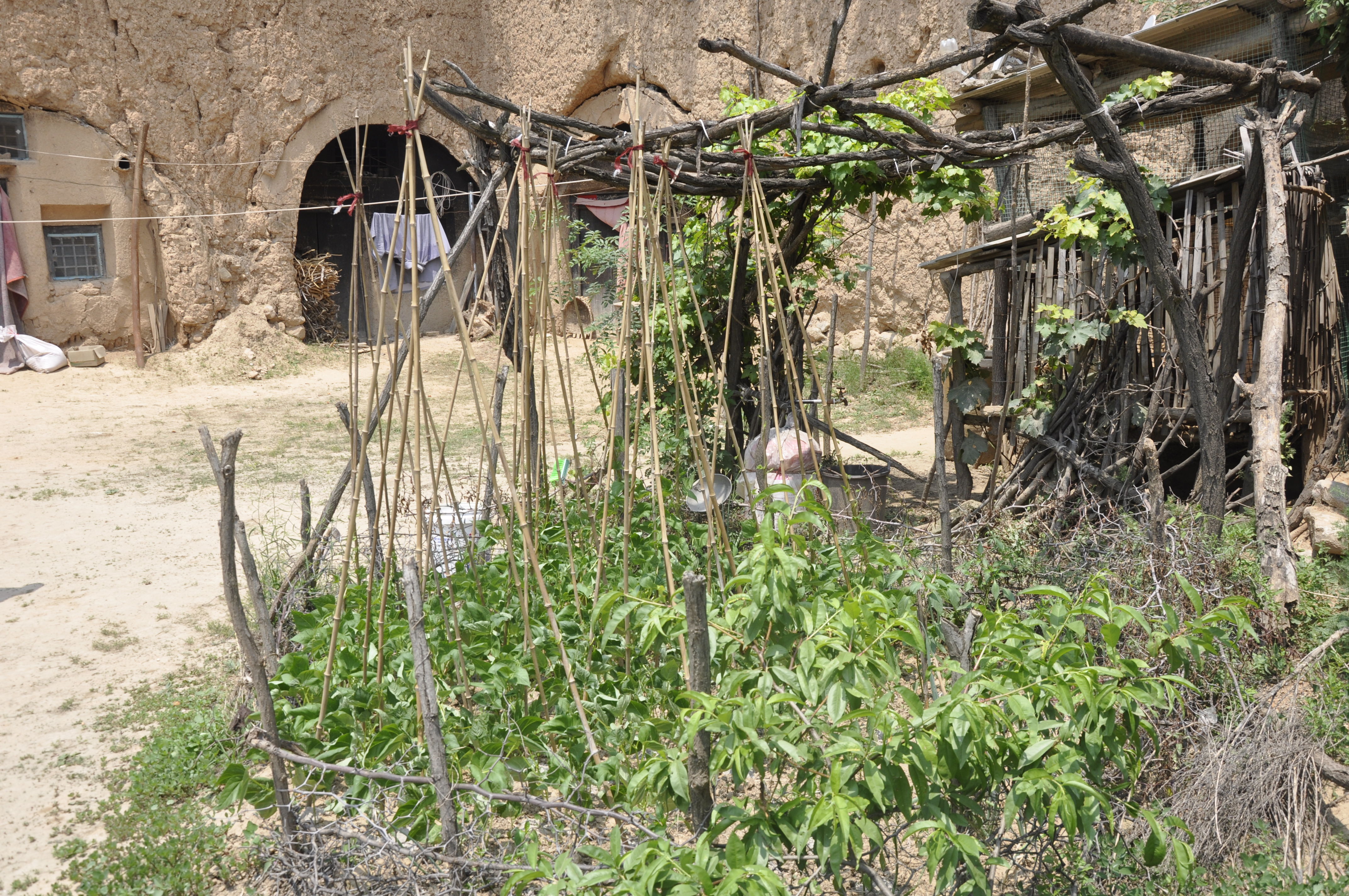 晋南一位6旬大叔年轻时用了一头牛换回来个媳妇，听大叔怎么说