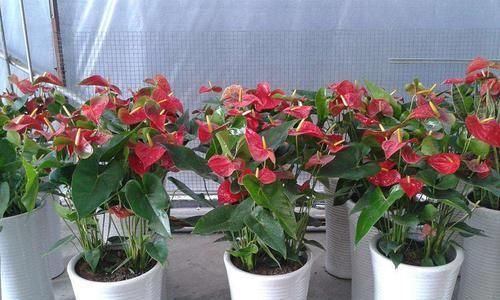  #沁人心脾#人称“开花大王”的?5种花，绚丽多彩，沁人心脾，夏天也能开爆