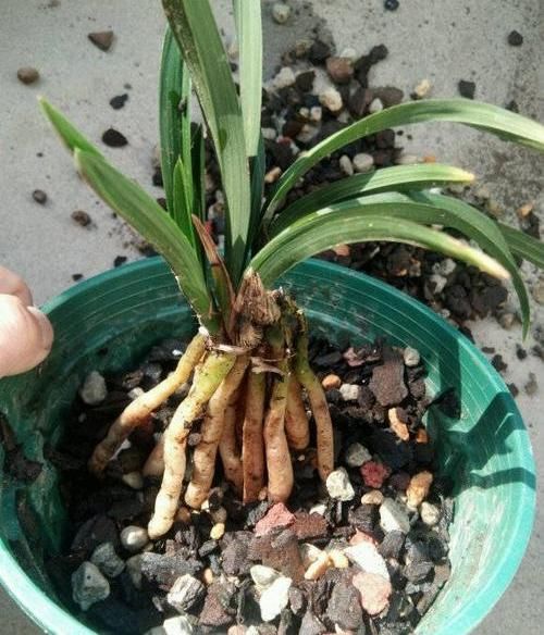  『植物』养“兰科”植物，用这4种“宝贝”，疏松透气，不烂根长的快