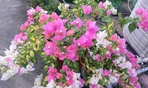  【品种的三角】养三角梅就养“2个”品种，开花勤，颜色艳，四季开花不断