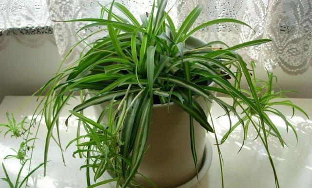 「长得」吊兰放在家中哪个位置?摆放在“3个地方”,一天一个样,长爆盆