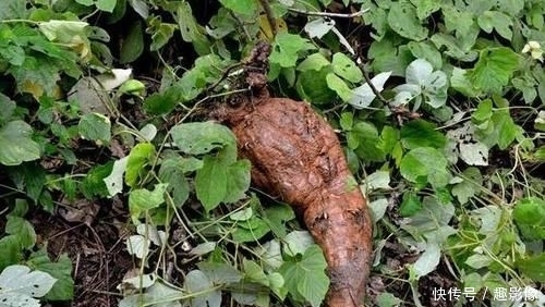  【拿来喂猪】50年前喂猪的“野草”，农民吃到吐，如今当绿色食