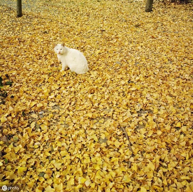 秋天的八大关，绝了