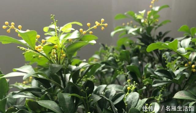 照样|米兰花夏季不好养?养护注意“小细节”,照样生长开花两不误!