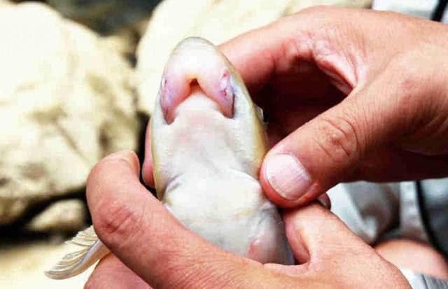 这鱼我只在川南山区里见过，一生靠舔吮江石上的岩浆和苔藓为食