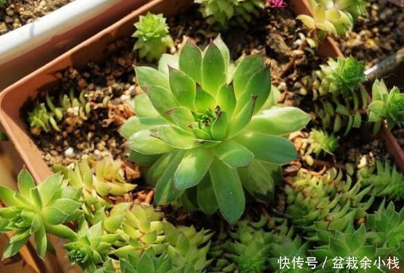 #付诸于实#多肉盆栽该怎么养护?学会这''6大要素'',小白分分钟变身高手