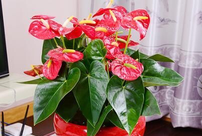  「阳光」这3种盆栽花卉，给点阳光就灿烂，花开繁盛，养花新手的好选择！
