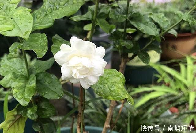#水里#扦插茉莉花,就用“懒人法”,水里泡一泡,生根繁殖超级快
