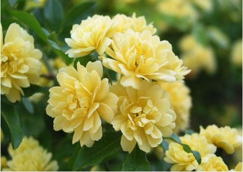  #柔美#此几款花朵花期长，花色柔美，争芳斗艳，一次开爆成花海，美爆了