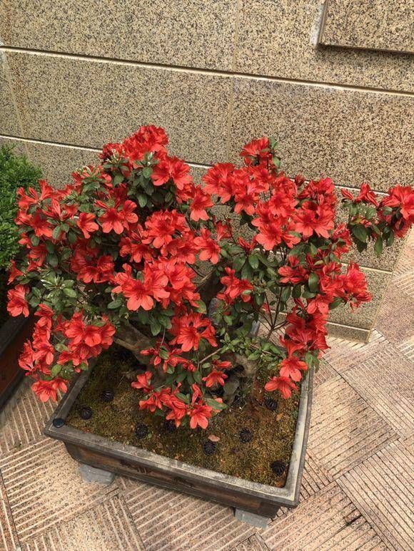  「养护杜鹃花」小院的杜鹃花开了，花园一角真漂亮，杜鹃花养护，分享一下
