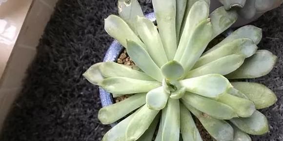 『裙子的现象』多肉植物怎么养?