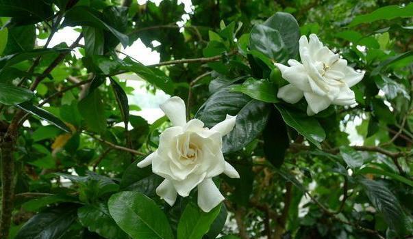 栀子花|北方盆栽栀子花,喜欢盲花、哑花?注意2点,6月砰砰开花