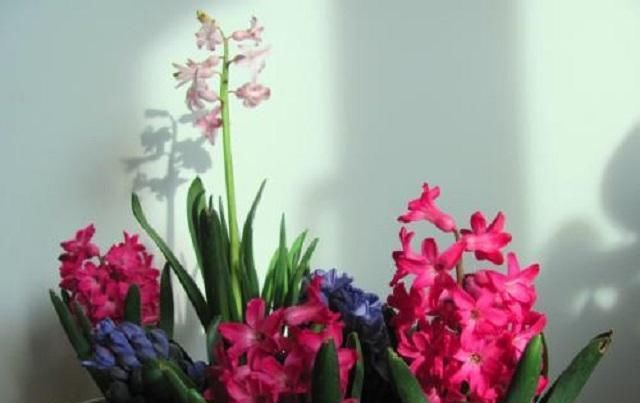  #艳丽#花开成串艳丽无比的风信子，最适宜此时栽种，做好3点轻松养活它