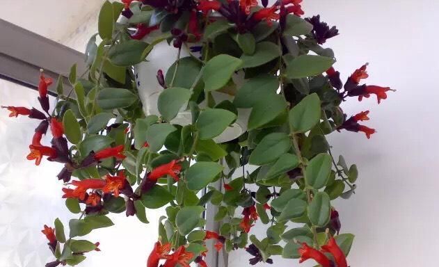  光照：家中“光照不足”，就养5种花，一盆比一盆茂盛漂亮，花美叶也美