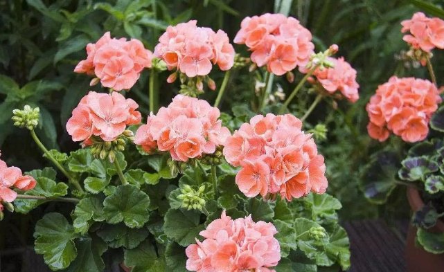  『植物』夏天来了,家里就养4种“草”,驱蚊效果好,不担心夏天蚊子咬