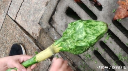  【葫芦】这种野生物，多年前就出现在大地，价值好高，极为稀罕