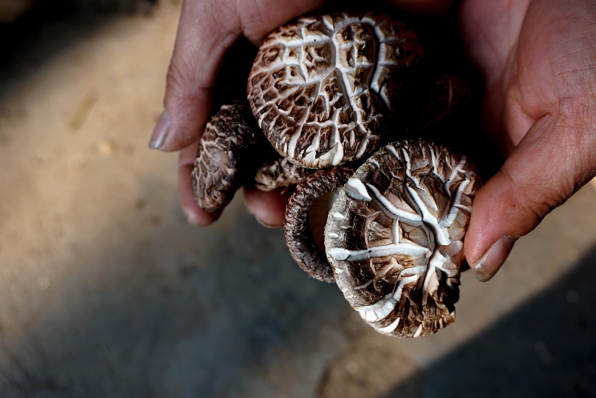  「远销」男子家门口种香菇17年：产品远销日本韩国 称挣钱看孙子