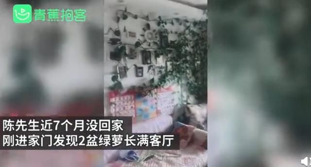  『主人』因疫情7个月没回家客厅变植物园，主人服气：不剪了，留着