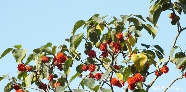  「构树果」浑身是宝，却丝毫不受待见，农村这种树木为何会沦落到这般田地？