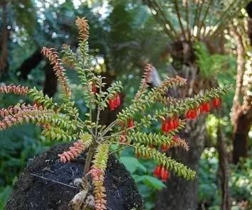  附生植物：植物能“自由”成什么样？教你几种“不要土”的附生植物...