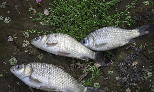 #对后代的保#被称为钓黑鱼最正统的钓法,垂钓时鱼获多多,但是却被大骂缺德