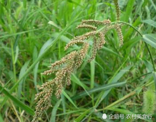 农村里常见的野草，被农民称为稗草，过去拿来喂牲畜，如今很珍贵