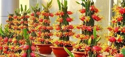  『盆栽水果』吃剩的菠萝头，泡一泡，又结小菠萝，耗费2年，值不值呢