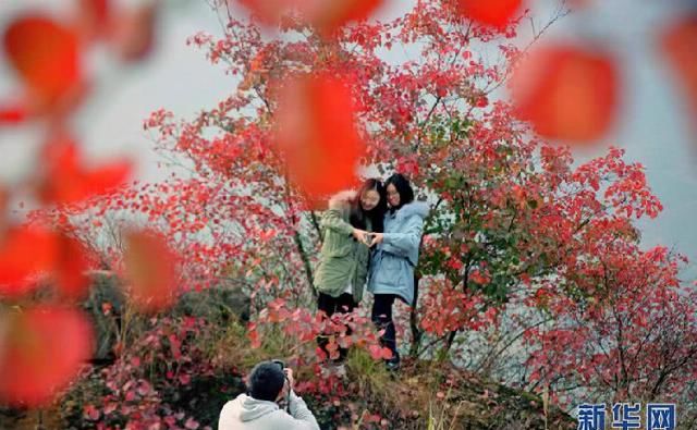 云阳澎溪河两岸的红叶红了：层林尽染，漫山红透!