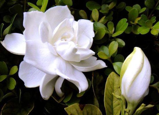 妩媚:花不在多,家里必须养这“4种”花,妩媚娇羞,家里成“氧吧”