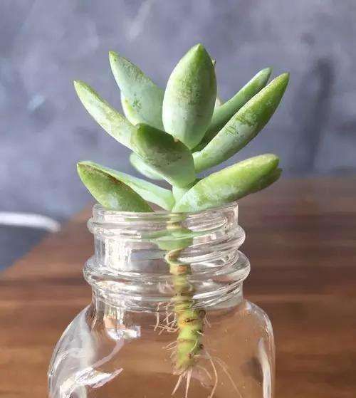  [植物]水培的多肉植物还能不能转为土培?