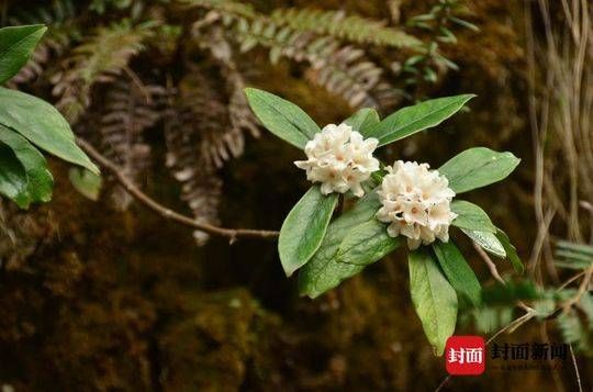 范成大■语闻成都｜二十四番风信（4） 瑞香一品九命紫风流
