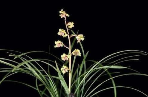  #花香#此兰花量极多，一杆数十朵花，花香浓郁，花色金黄，好看又便宜