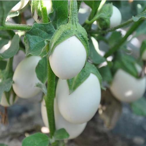  #辣椒种子#闲来无事在院子里种的蔬果长忒快，没三个月就可以吃了