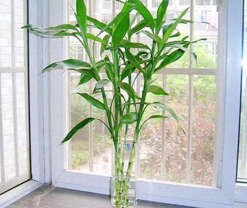  「药品」1种药品，有'2种'用途，扦插生根快，养花不黄叶、不烂根