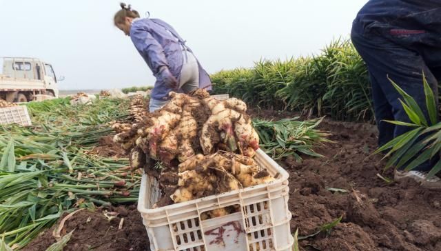  【过山车】前年3元去年2元今年1.5元，价格像“过山车”，农民不