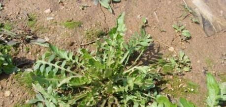  养花久@1种野菜，正当季，含钙量是“鸡蛋”4倍，看到摘叶，别挖根