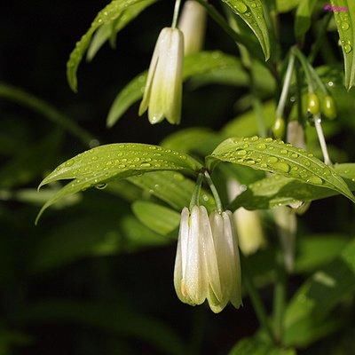  #绿黄色#宝铎草生长于林下或灌木丛中。花开黄色、绿黄色或白色