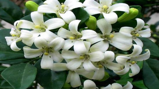  带有香味：“3种花卉”带香味，像是“天然香水”，夏天养1盆，蚊子不敢来
