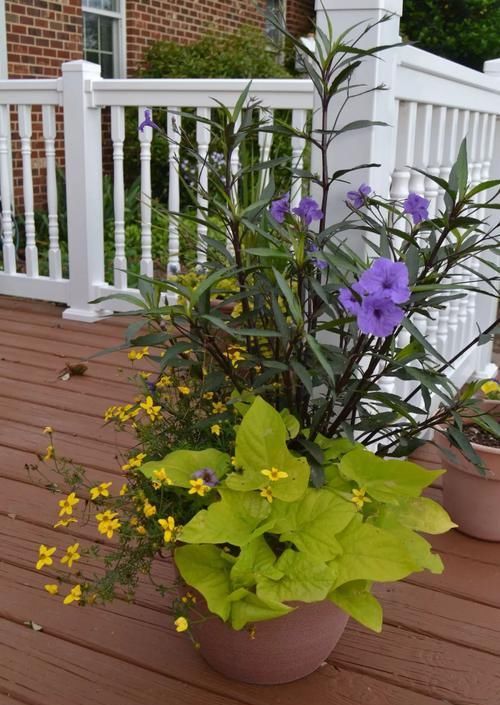  「观花」这种名叫兰花草的植物，是不是你要找的观花植物呢？