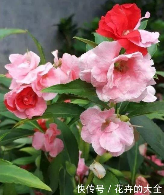「凤仙花」家里就养“4种花”,沾土就活,不用管也能花开不断,一开200天!